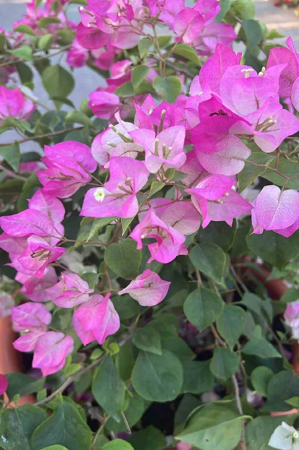 Eye_Catching_Thai_Delight_Bougainvillea_Flower_Plant_&_Tree_(1.5-3.5_Ft_Height)_Pack_Of_1