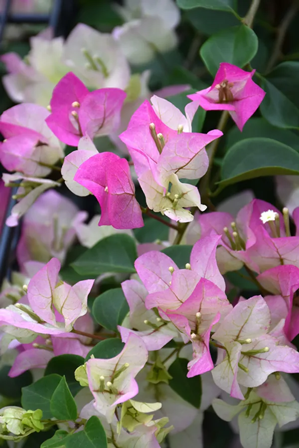 Eye_Catching_Thai_Delight_Bougainvillea_Flower_Plant_&_Tree_(1.5-3.5_Ft_Height)_Pack_Of_1