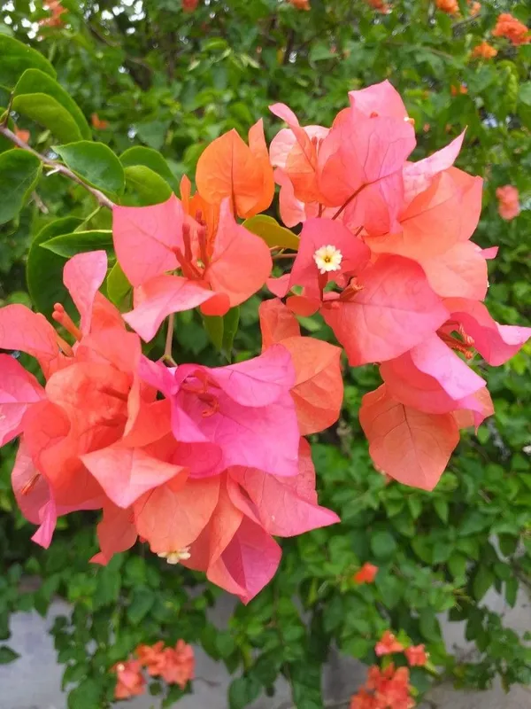 Flame_Thai_Variety_Bougainvillea_Flower_Plant_&_Tree_(1.5-3.5_Ft_Height)_For_Your_Home_Garden,_Pack_Of_1
