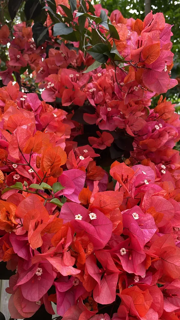 Flame_Thai_Variety_Bougainvillea_Flower_Plant_&_Tree_(1.5-3.5_Ft_Height)_For_Your_Home_Garden,_Pack_Of_1