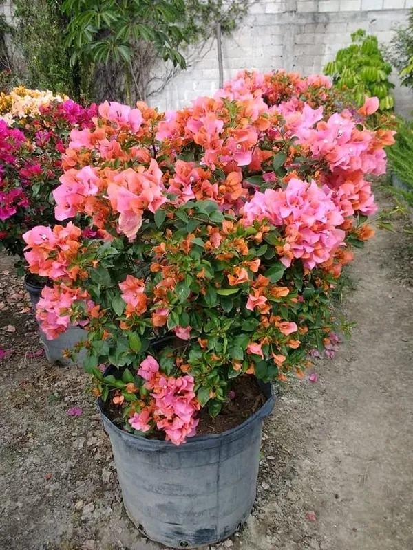 Flame_Thai_Variety_Bougainvillea_Flower_Plant_&_Tree_(1.5-3.5_Ft_Height)_For_Your_Home_Garden,_Pack_Of_1