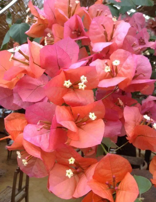 Flame_Thai_Variety_Bougainvillea_Flower_Plant_&_Tree_(1.5-3.5_Ft_Height)_For_Your_Home_Garden,_Pack_Of_1