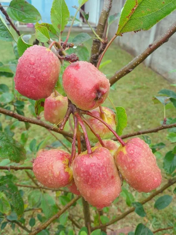 Hot_Climate_Apple_Plant_Hrmn-99_(Apple_Seedling)_For_Home_Garden