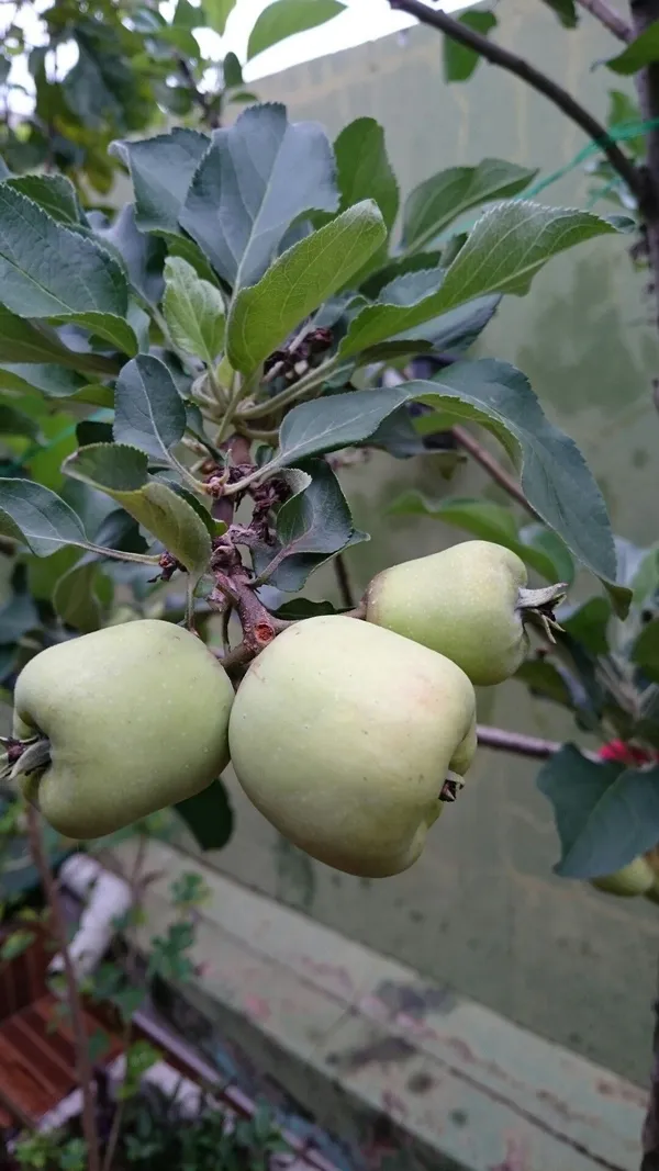 Hot_Climate_Apple_Plant_Hrmn-99_(Apple_Seedling)_For_Home_Garden