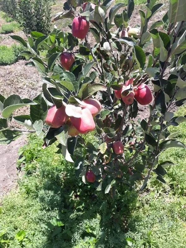 Hot_Climate_Apple_Plant_Hrmn-99_(Apple_Seedling)_For_Home_Garden