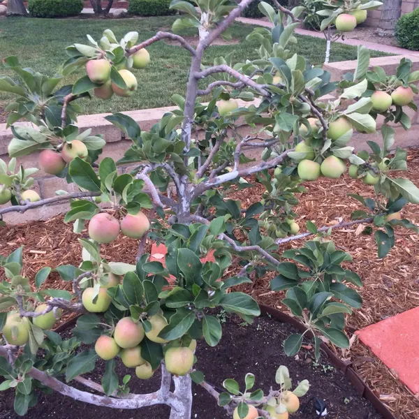 Hot_Climate_Apple_Plant_Hrmn-99_(Apple_Seedling)_For_Home_Garden