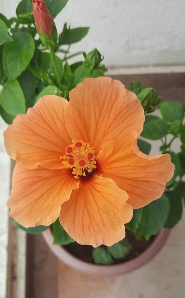 Black_Hibiscus_Flower_Plant