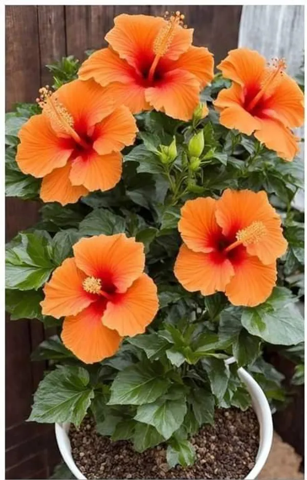 Black_Hibiscus_Flower_Plant