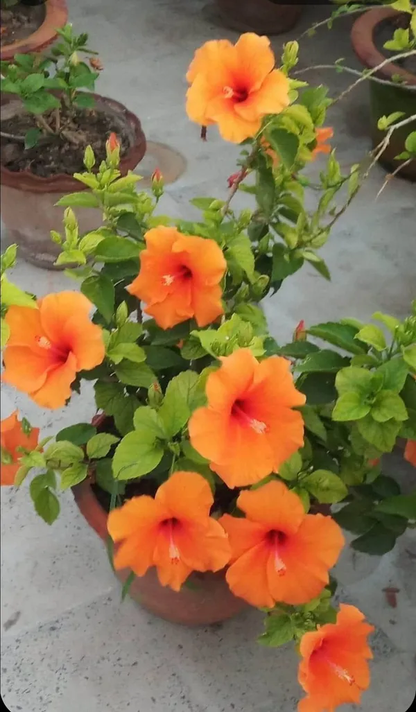 Black_Hibiscus_Flower_Plant