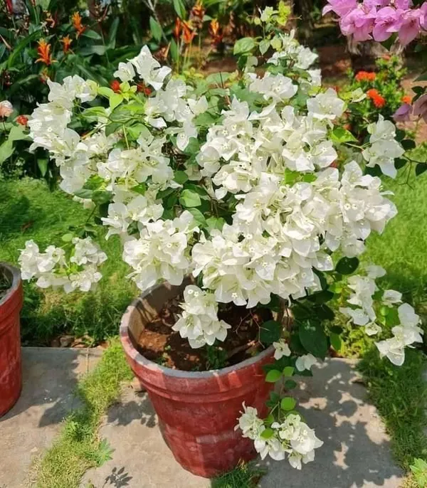 Gorgeous_White_Bougainvillea_Flowering_Shrub_For_Your_Beautiful_Home_Garden,_Pack_Of_1