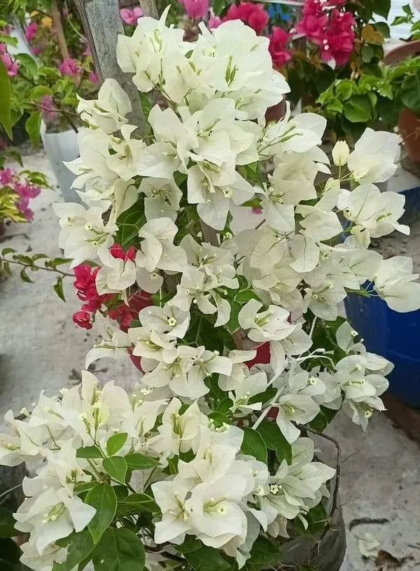 Gorgeous_White_Bougainvillea_Flowering_Shrub_For_Your_Beautiful_Home_Garden,_Pack_Of_1