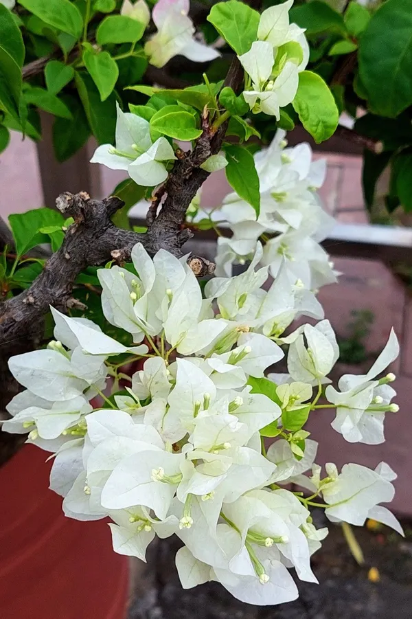 Gorgeous_White_Bougainvillea_Flowering_Shrub_For_Your_Beautiful_Home_Garden,_Pack_Of_1