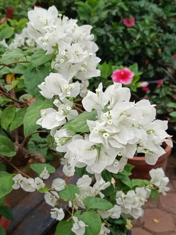 Gorgeous_White_Bougainvillea_Flowering_Shrub_For_Your_Beautiful_Home_Garden,_Pack_Of_1