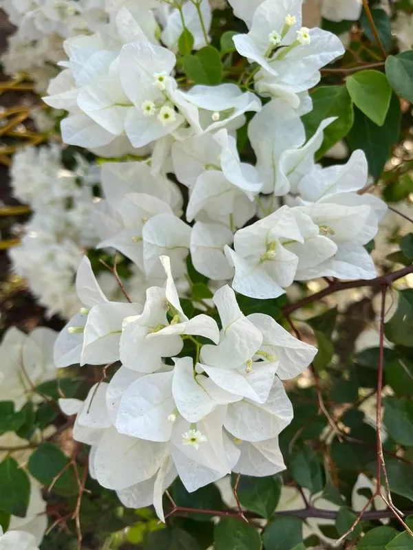 Gorgeous_White_Bougainvillea_Flowering_Shrub_For_Your_Beautiful_Home_Garden,_Pack_Of_1