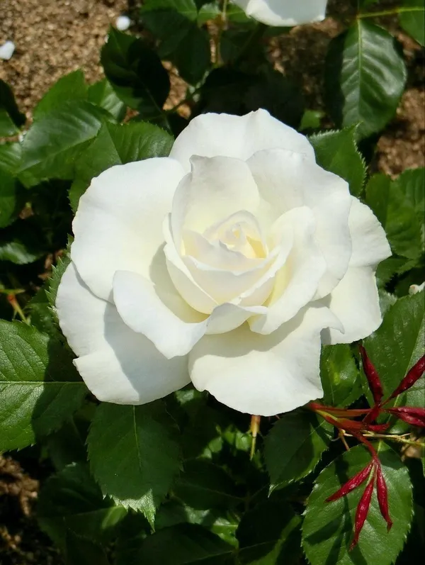 Gorgeous_white_rose_flower_plant_for_home_gardens/_pots/balconies_&_landscapes_(Pack_Of_1)