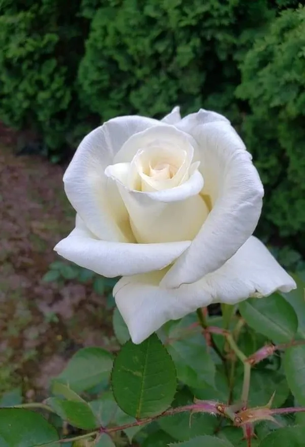 Gorgeous_white_rose_flower_plant_for_home_gardens/_pots/balconies_&_landscapes_(Pack_Of_1)