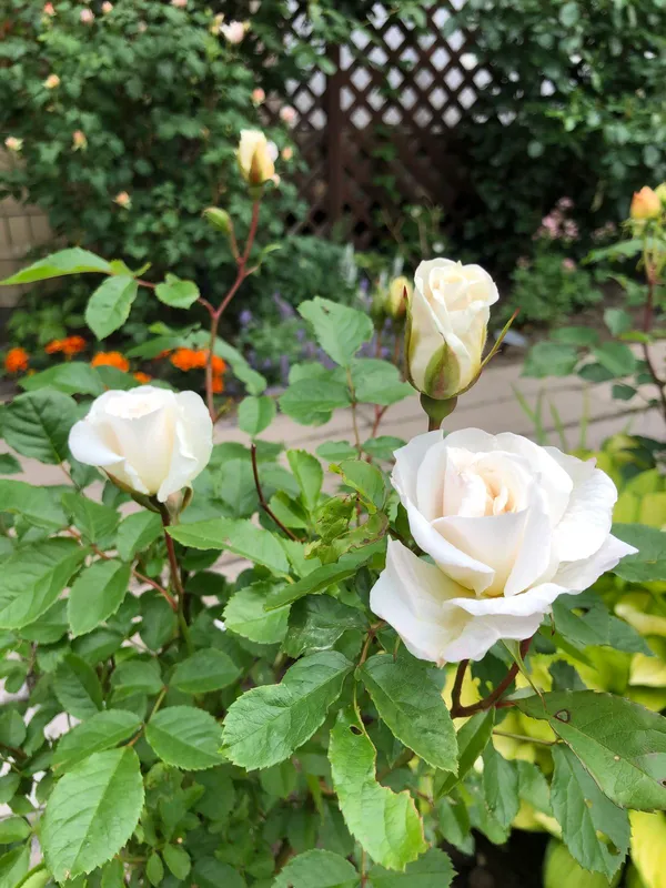 Gorgeous_white_rose_flower_plant_for_home_gardens/_pots/balconies_&_landscapes_(Pack_Of_1)
