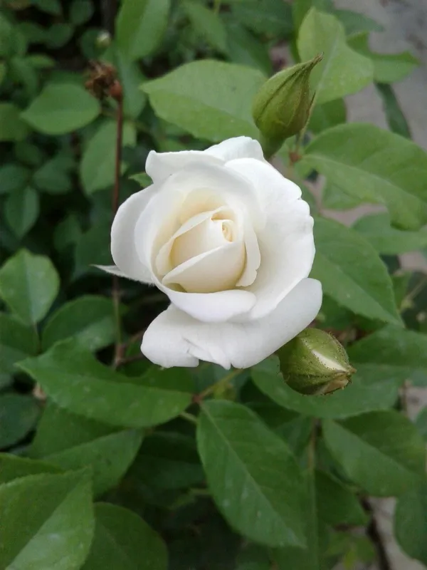 Gorgeous_white_rose_flower_plant_for_home_gardens/_pots/balconies_&_landscapes_(Pack_Of_1)