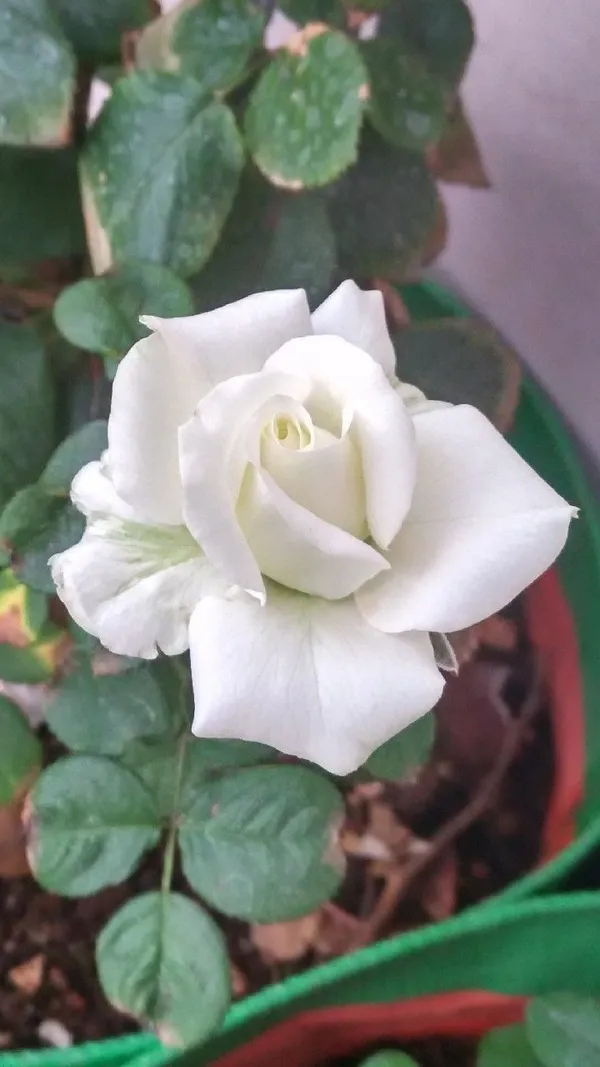Gorgeous_white_rose_flower_plant_for_home_gardens/_pots/balconies_&_landscapes_(Pack_Of_1)