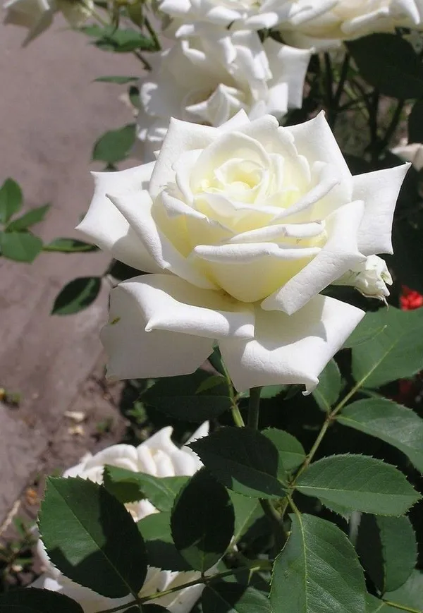 Gorgeous_white_rose_flower_plant_for_home_gardens/_pots/balconies_&_landscapes_(Pack_Of_1)