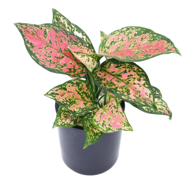 Greenery_Nursery®_Chinese_Evergreen/Aglaonema_Indoor_Plant_(Air_Purifying)_For_Home_Decoration,_Pack_Of_1