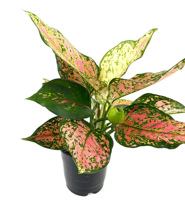 Greenery_Nursery®_Chinese_Evergreen/Aglaonema_Indoor_Plant_(Air_Purifying)_For_Home_Decoration,_Pack_Of_1