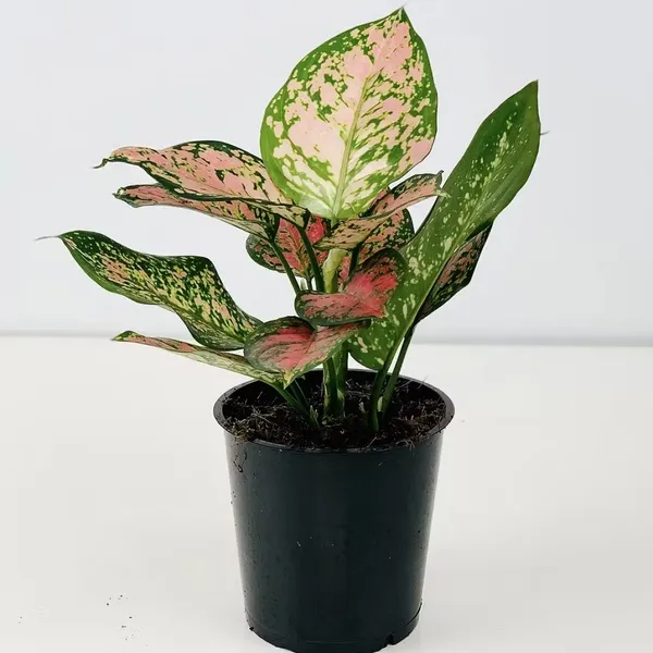 Greenery_Nursery®_Chinese_Evergreen/Aglaonema_Indoor_Plant_(Air_Purifying)_For_Home_Decoration,_Pack_Of_1