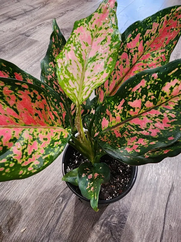 Greenery_Nursery®_Chinese_Evergreen/Aglaonema_Indoor_Plant_(Air_Purifying)_For_Home_Decoration,_Pack_Of_1