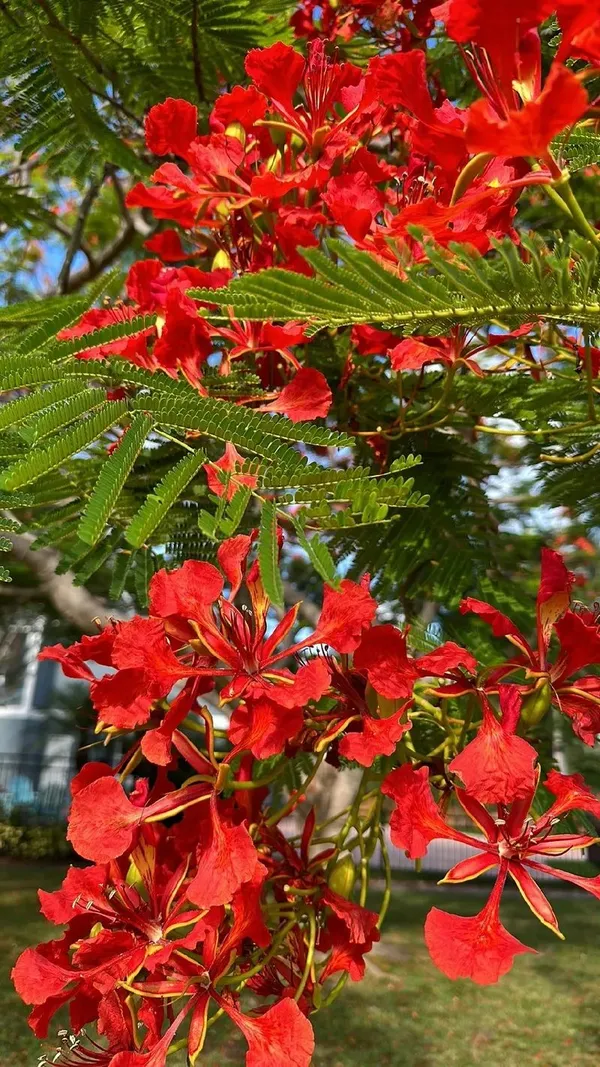 Gulmohar_(Royal_Poinciana)_Tree_Plant_–_Fiery_Red_Ornamental_Flowering_&_Shade_Plant_for_Home_Gardens