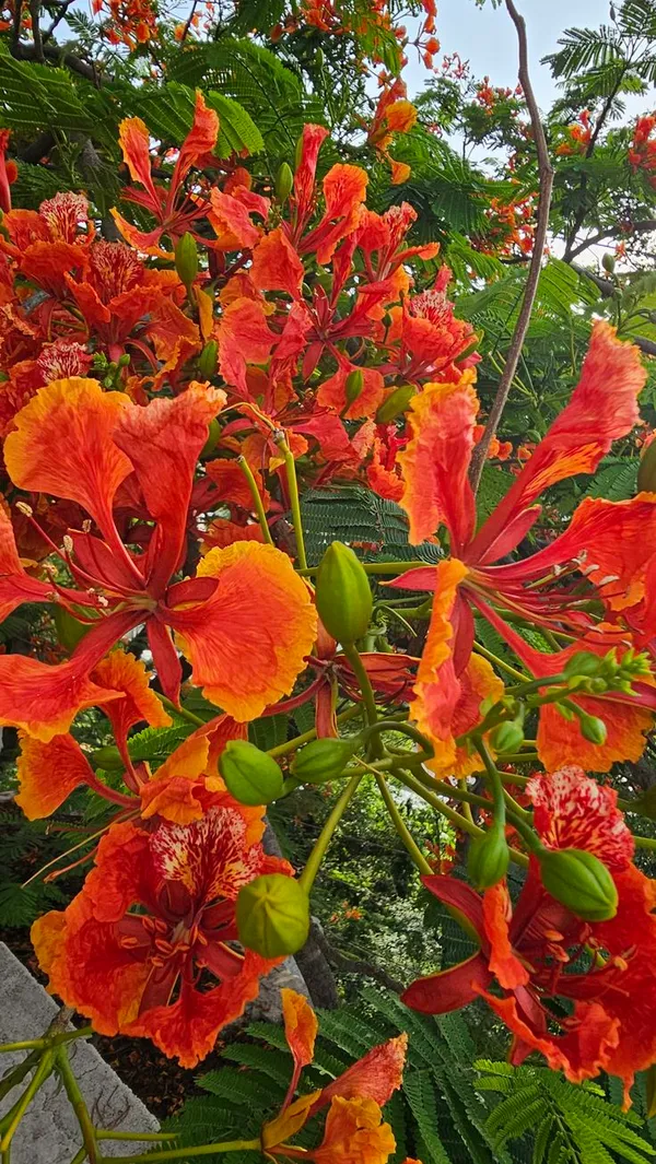 Gulmohar_(Royal_Poinciana)_Tree_Plant_–_Fiery_Red_Ornamental_Flowering_&_Shade_Plant_for_Home_Gardens