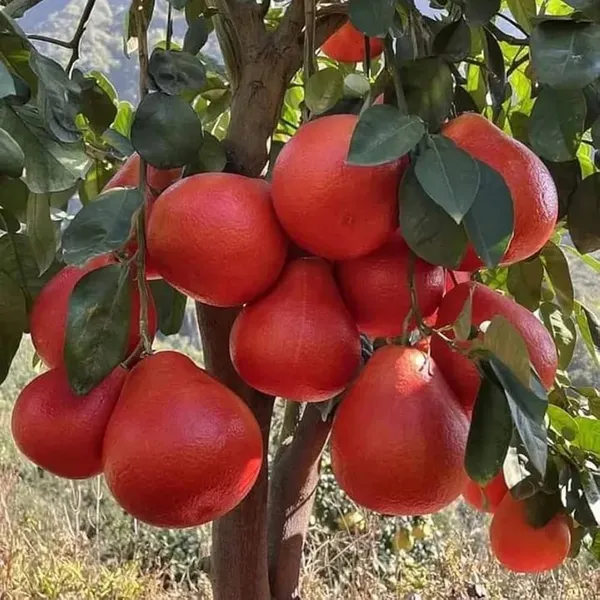 Pomelo_Hybrid_Fruit_Plant_&_Tree_(1.5-3.5_Ft_Hight)_For_Sweet_Home_Gardening_Pomelo_Healthy_Fruit_Plant