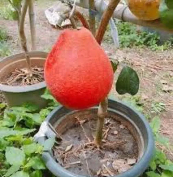 Pomelo_Hybrid_Fruit_Plant_&_Tree_(1.5-3.5_Ft_Hight)_For_Sweet_Home_Gardening_Pomelo_Healthy_Fruit_Plant