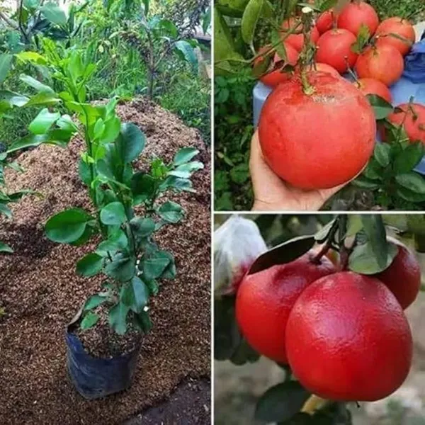 Pomelo_Hybrid_Fruit_Plant_&_Tree_(1.5-3.5_Ft_Hight)_For_Sweet_Home_Gardening_Pomelo_Healthy_Fruit_Plant