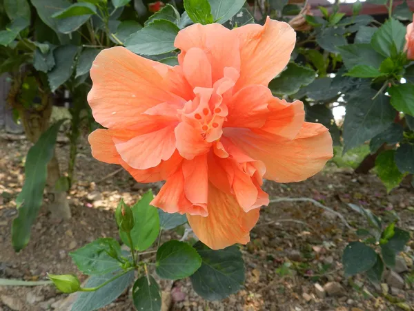 Hibiscus_Double_Patal_Vibrant_Flower_Plant_&_Tree_(1.5-3.5_Ft_Height)_For_Shrub/Bush/Home_Gardening,_Pack_Of_1