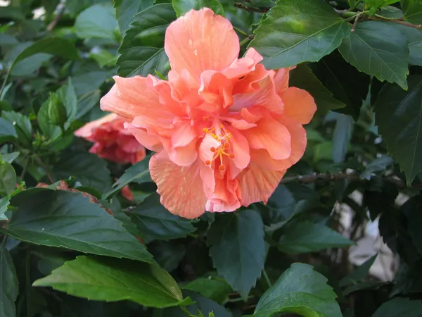 Hibiscus_Double_Patal_Vibrant_Flower_Plant_&_Tree_(1.5-3.5_Ft_Height)_For_Shrub/Bush/Home_Gardening,_Pack_Of_1