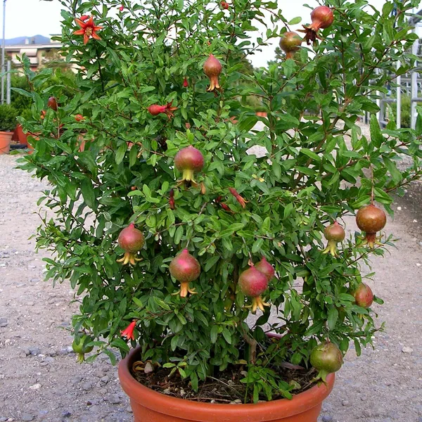Highly_Benefited_Red_Annar/Pomegranate_Fruit_Plant_&_Tree_(1.5-3.5_Ft_Height)_For_Home_Garden,_Pack_Of_1