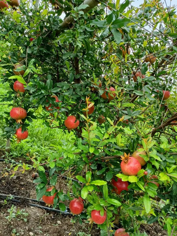 Highly_Benefited_Red_Annar/Pomegranate_Fruit_Plant_&_Tree_(1.5-3.5_Ft_Height)_For_Home_Garden,_Pack_Of_1