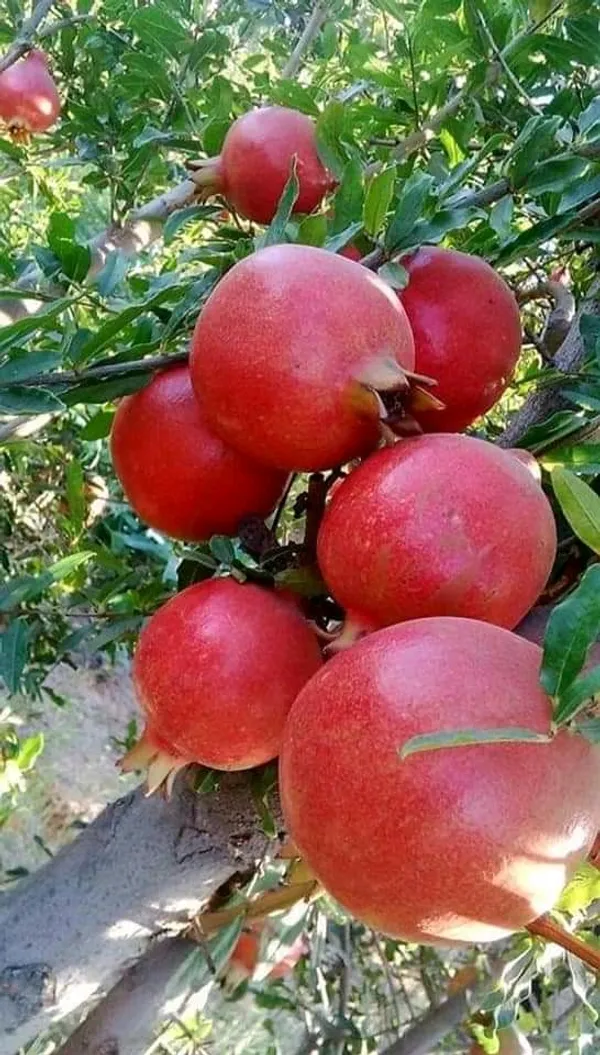 Highly_Benefited_Red_Annar/Pomegranate_Fruit_Plant_&_Tree_(1.5-3.5_Ft_Height)_For_Home_Garden,_Pack_Of_1