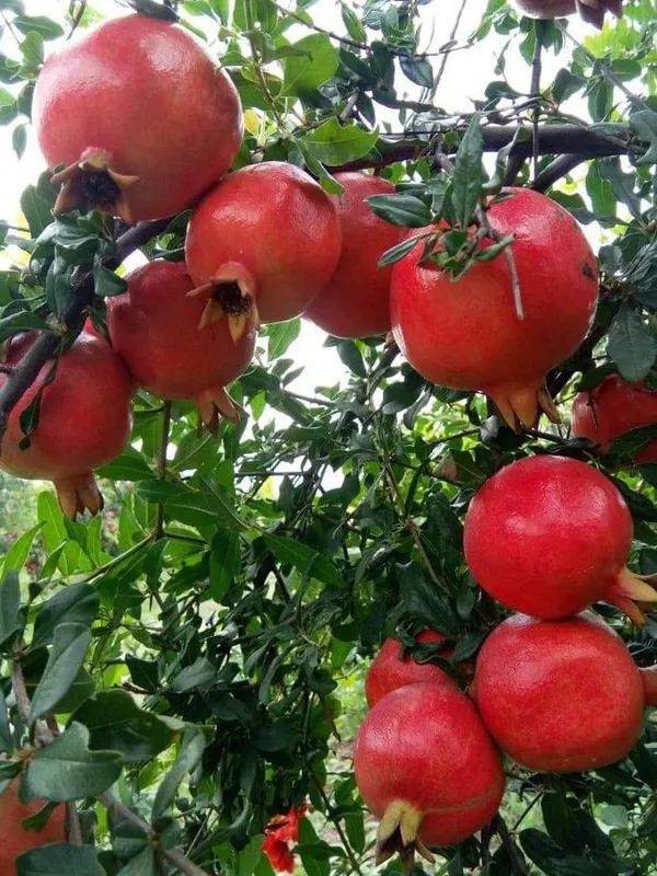 Highly_Benefited_Red_Annar/Pomegranate_Fruit_Plant_&_Tree_(1.5-3.5_Ft_Height)_For_Home_Garden,_Pack_Of_1