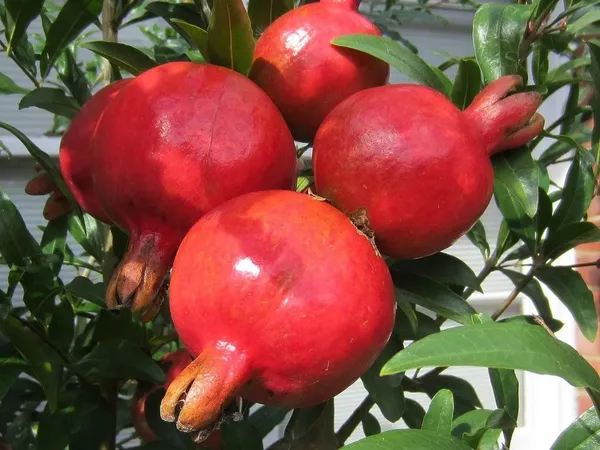 Highly_Benefited_Red_Annar/Pomegranate_Fruit_Plant_&_Tree_(1.5-3.5_Ft_Height)_For_Home_Garden,_Pack_Of_1
