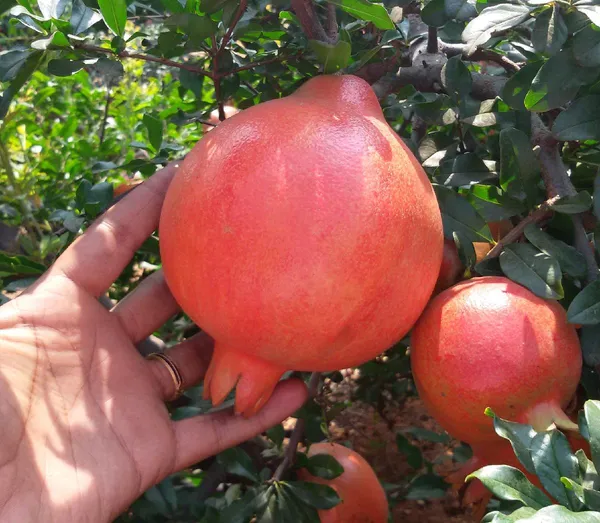 Highly_Benefited_Red_Annar/Pomegranate_Fruit_Plant_&_Tree_(1.5-3.5_Ft_Height)_For_Home_Garden,_Pack_Of_1