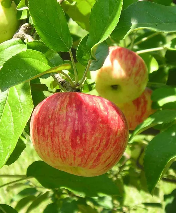 Hrmn99_Hybrid_Apple_Plant_&_Tree_(1.5-3.5_Ft_Height)_For_Home_Garden,_Well_Watered_Apple_Fruit_Plant_(Pack_Of_1)