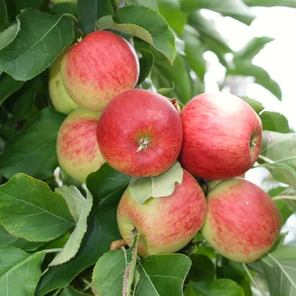 Hrmn99_Hybrid_Apple_Plant_&_Tree_(1.5-3.5_Ft_Height)_For_Home_Garden,_Well_Watered_Apple_Fruit_Plant_(Pack_Of_1)