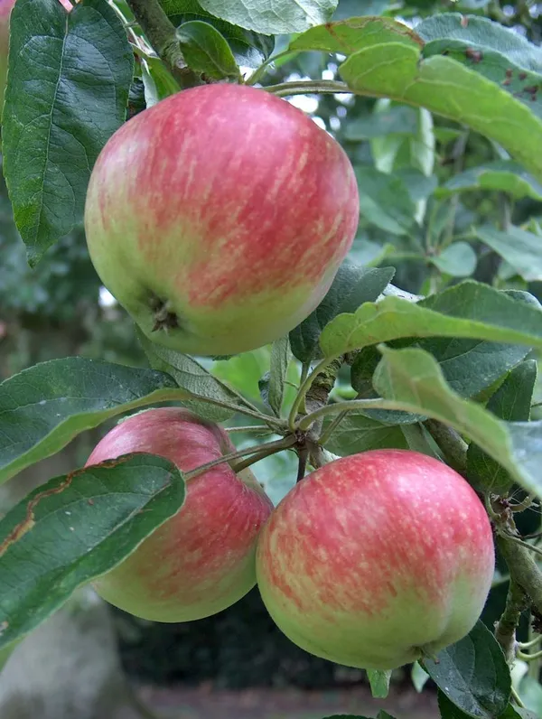 Hrmn99_Hybrid_Apple_Plant_&_Tree_(1.5-3.5_Ft_Height)_For_Home_Garden,_Well_Watered_Apple_Fruit_Plant_(Pack_Of_1)