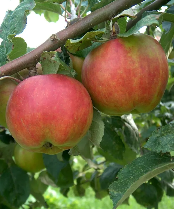 Hrmn99_Hybrid_Apple_Plant_&_Tree_(1.5-3.5_Ft_Height)_For_Home_Garden,_Well_Watered_Apple_Fruit_Plant_(Pack_Of_1)