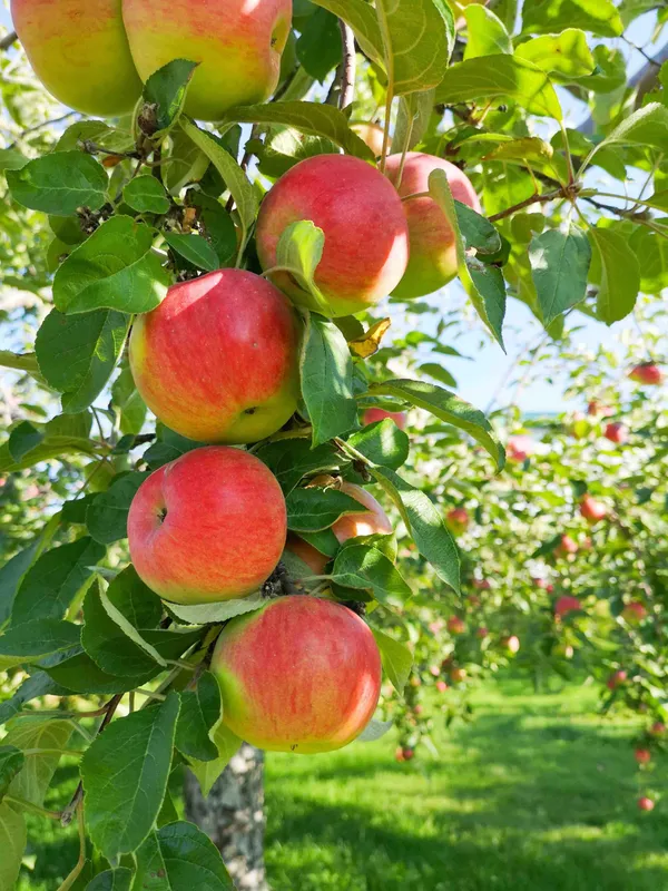 Hrmn99_Hybrid_Apple_Plant_&_Tree_(1.5-3.5_Ft_Height)_For_Home_Garden,_Well_Watered_Apple_Fruit_Plant_(Pack_Of_1)