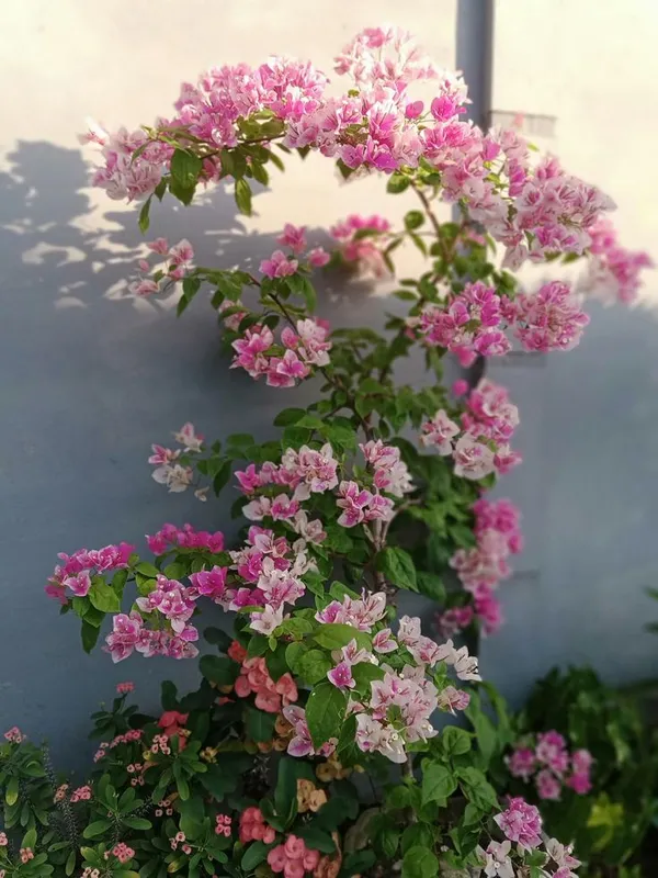 Hybird_BOUGAINVILLA_FLOWER_PLANT