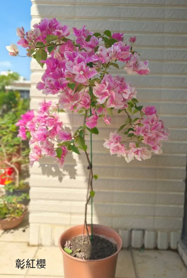 Hybird_BOUGAINVILLA_FLOWER_PLANT