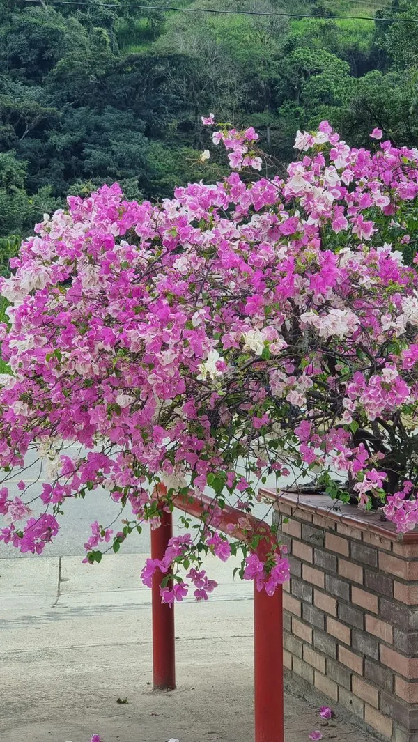 Hybird_BOUGAINVILLA_FLOWER_PLANT
