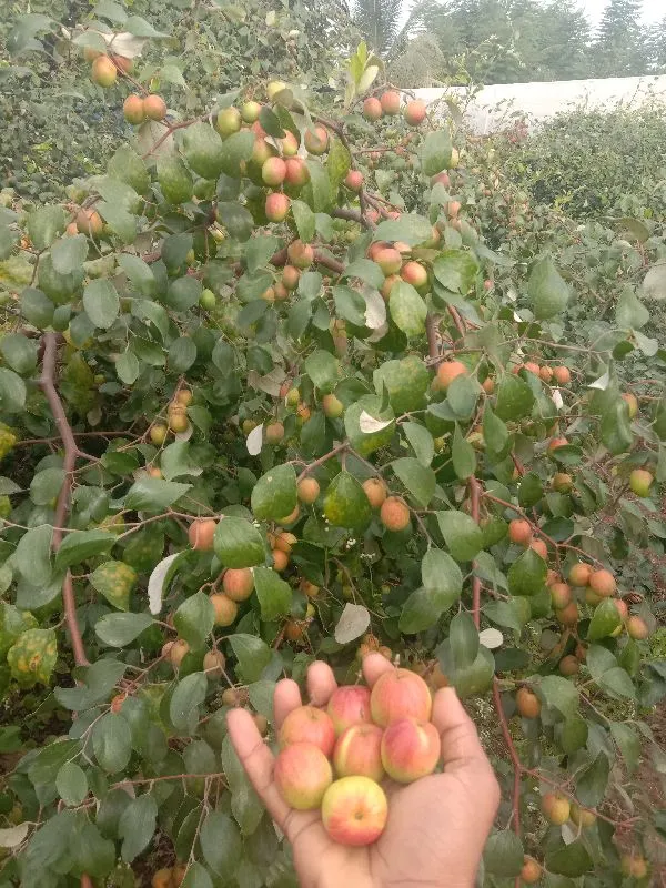 Hybrid_Red_Jujube/Ber_Apple_Fruit_Plant_&_Tree_For_Home_Garden,_Pack_Of_1